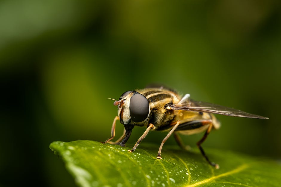 Venenschwäche in den Beinen behandeln