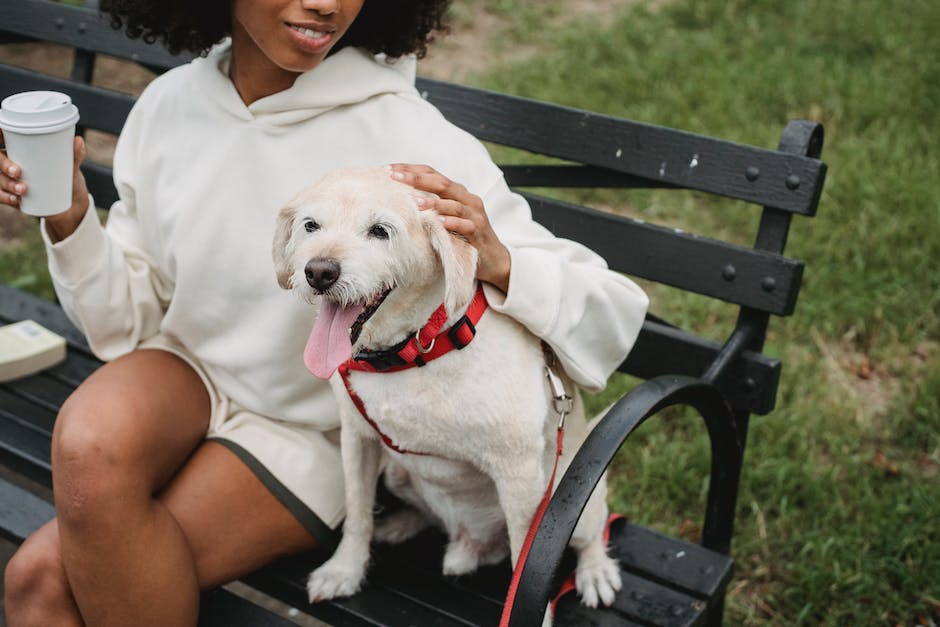 Warum geht mein Hund ständig zwischen meine Beine?