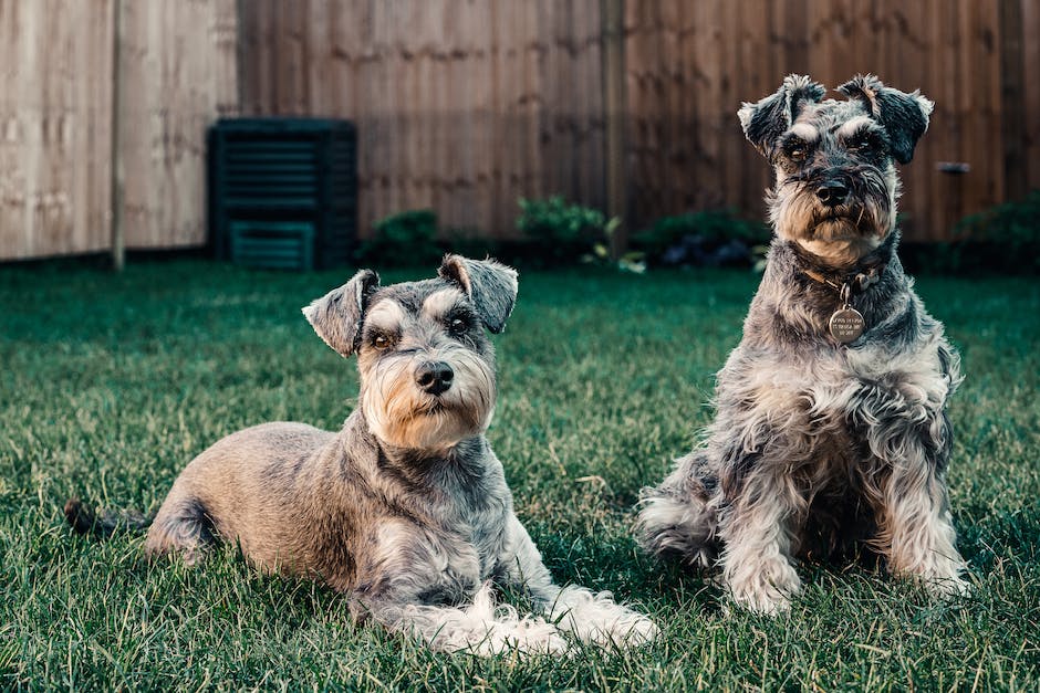 Hunde Bein Lecken Gründe