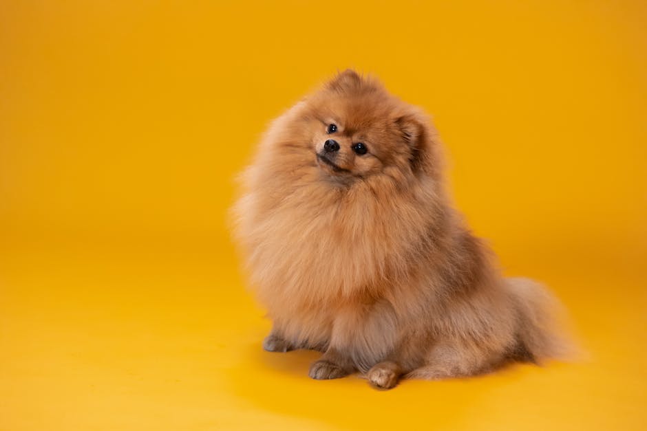 Warum lecken Hunde Beine? - Ein Blick auf Verhaltensweisen von Hunden.