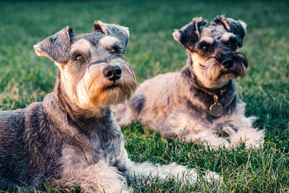 Hunde lecken Beine ab, um sich zu reinigen?