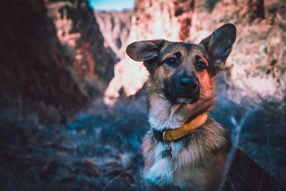  Warum leckt mein Hund meine Beine - Hunde Verhaltensmuster