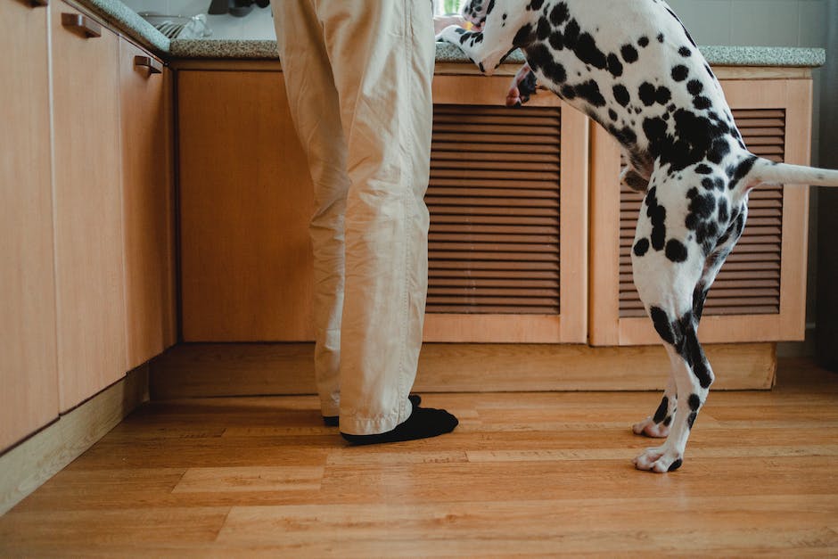 HundelegenBeinestellungzuBeruhigung