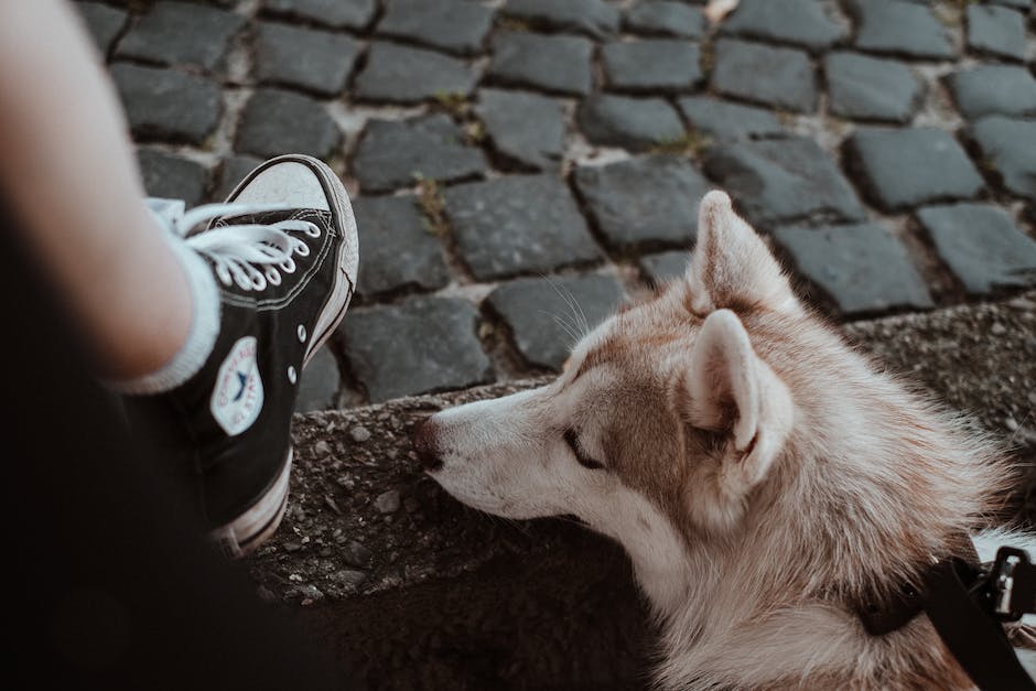 Hunde zwischen die Beine legen, um sich zu beruhigen