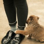 Hundes Verhalten: Warum legt sich mein Hund zwischen meine Beine?