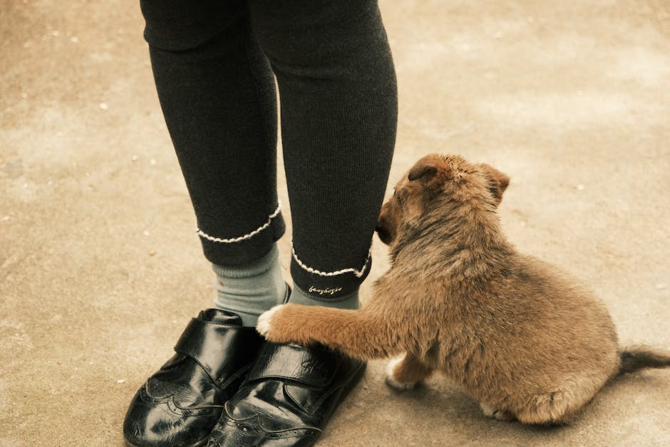 Hundes Verhalten: Warum legt sich mein Hund zwischen meine Beine?