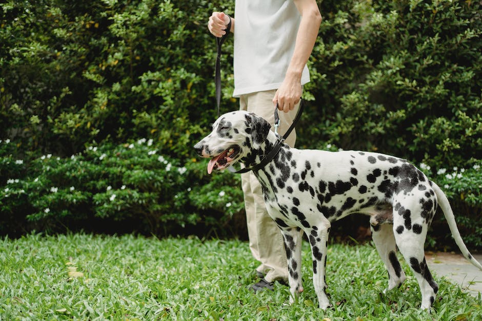 Hunde schätzen es, sich zwischen den Beinen ihres Besitzers zu lagern