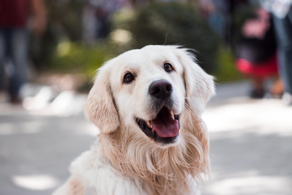  Hunde liegen gerne zwischen Beinen für Wärme und Komfort