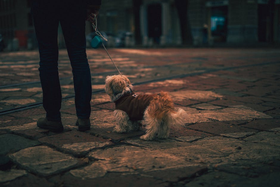 Hunde, die zwischen den Beinen liegen, um Wärme und Geborgenheit zu finden