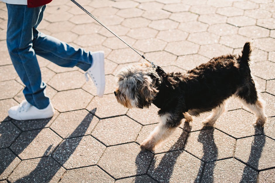 Hunde wärmen sich zwischen den Beinen