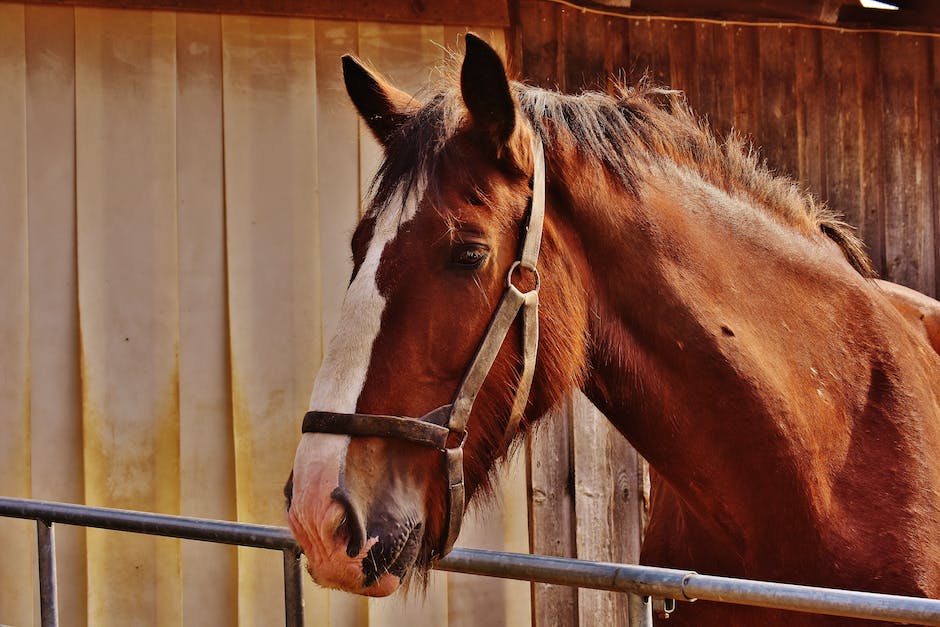  Pferd mit gebrochene Bein Einschläfern Erläuterung