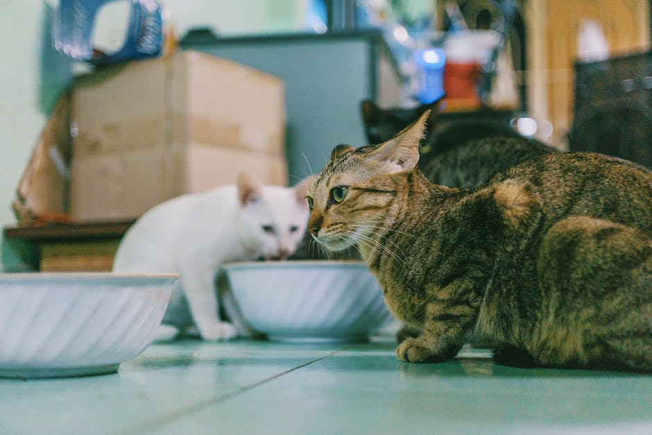 Katzen an Beine schmiegen sich aus sozialen Gründen an