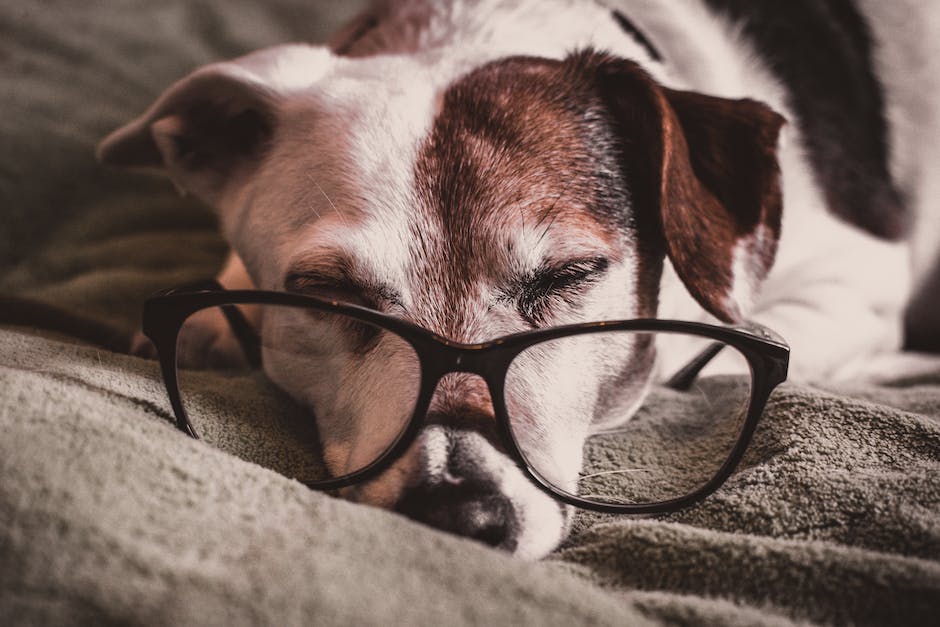 Hunde Kopfbewegung warum Beine zwischen