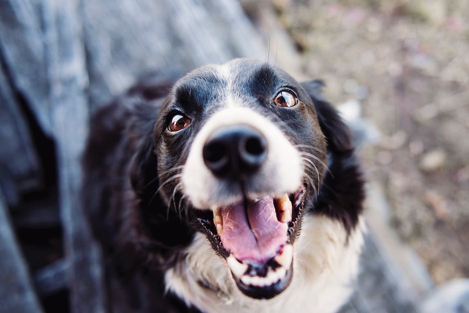 Hundeverhalten: Warum stecken Hunde den Kopf zwischen die Beine?