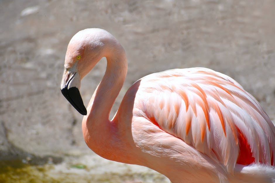 Warum halten Flamingos ihr Bein hoch?
