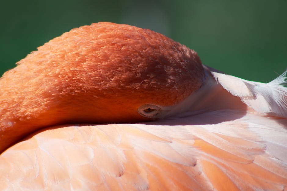 Flamingo steht auf einem Bein - Warum?