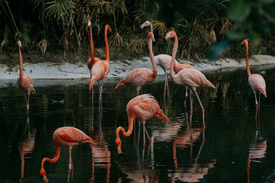  Fotografie eines Flamingos stehend auf einem Bein