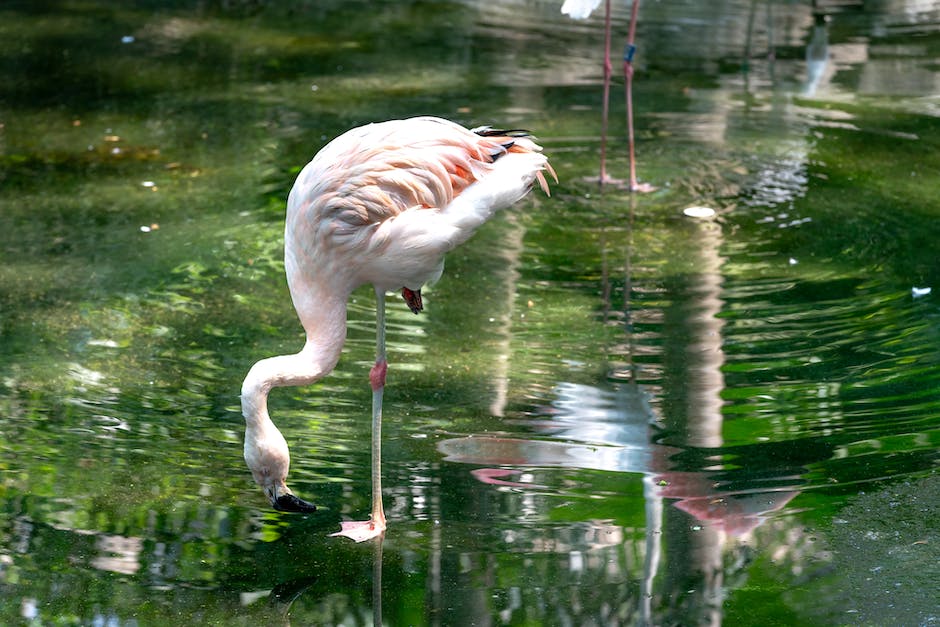 Flamingo beim Stehen nur auf einem Bein balancieren