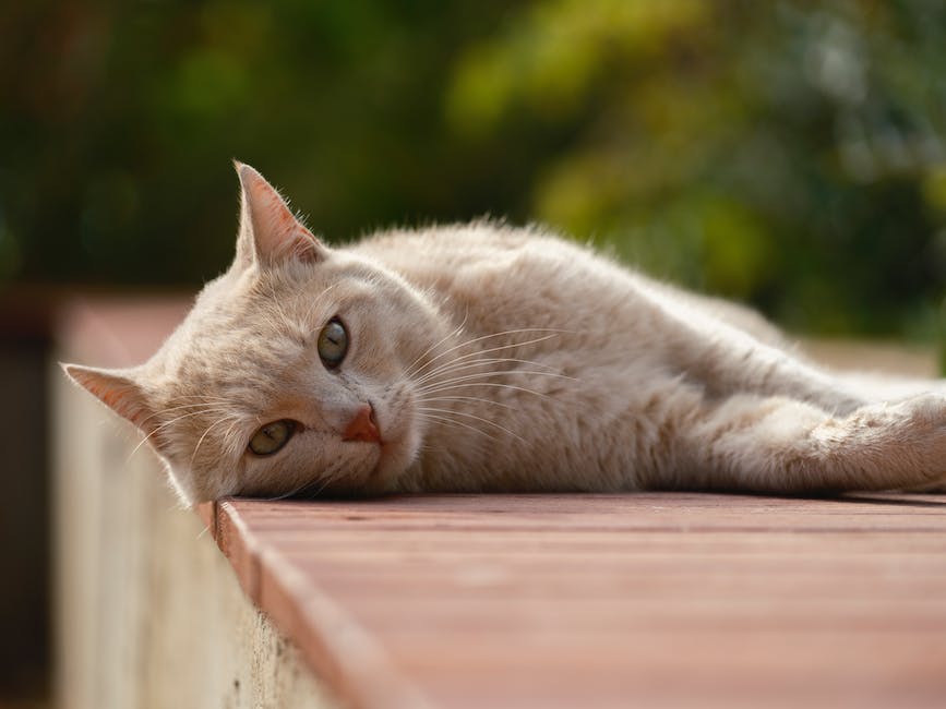  Katzenkörperpflege durch Streichen um die Beine