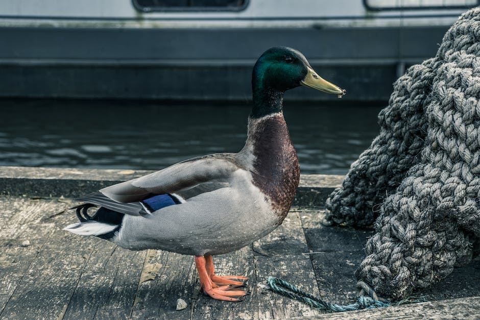 Behandlung von Wasser im Bein während der Schwangerschaft