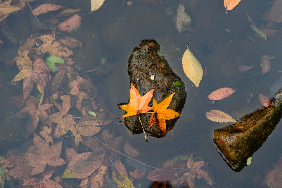  natürliche Behandlung von Wasser in den Beinen