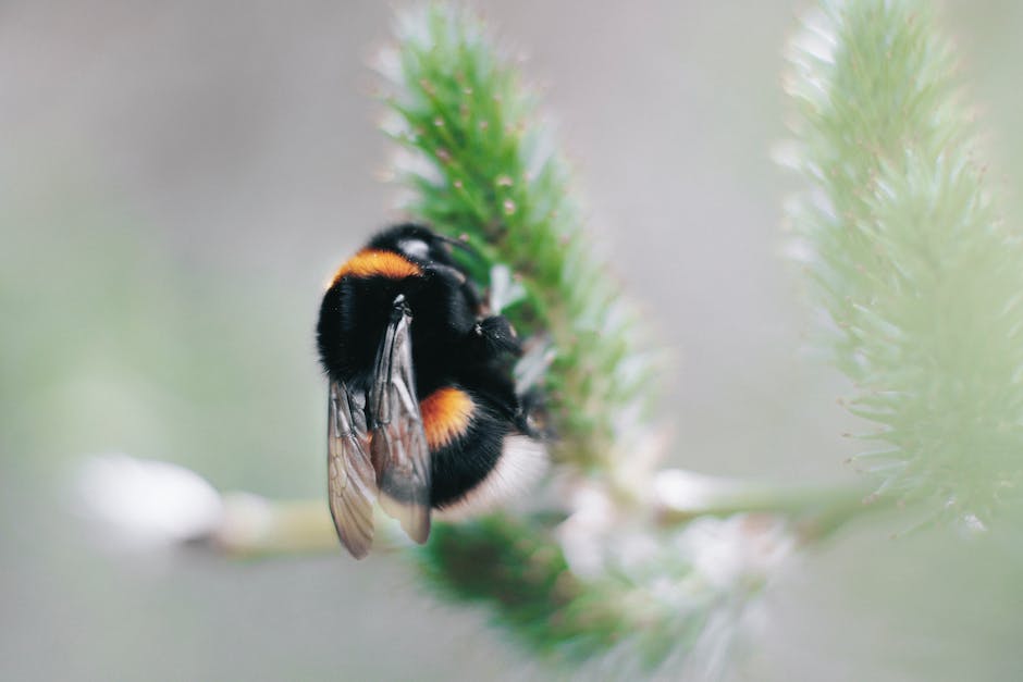 Anzahl Beine Bienen