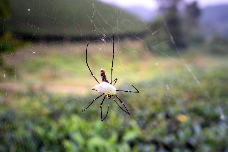 Anzahl der Beine einer Spinne 8