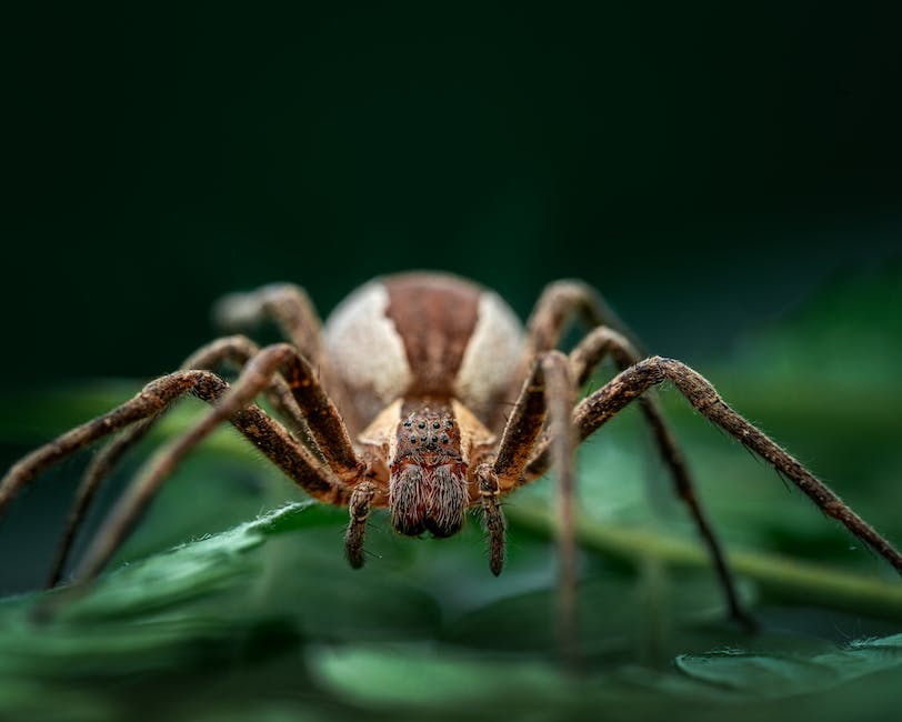  Anzahl der Beine einer Spinne